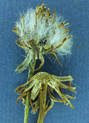 Packera werneriifolia