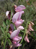 Lathyrus jepsonii var. californicus