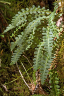 Ceterach officinarum ssp. bivalens