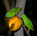 Blue-crowned Hanging-parrot