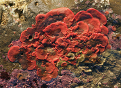 Red Bryozoan