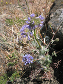 Gilia capitata ssp. tomentosa