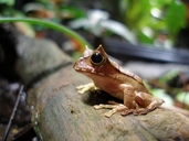 Gastrotheca cornuta