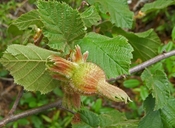 Corylus cornuta ssp. californica