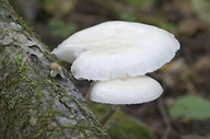 Vinter Mushroom