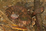 Agkistrodon piscivorus leucostoma
