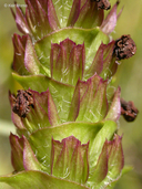 Prunella vulgaris var. lanceolata