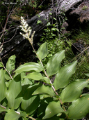Smilacina racemosa