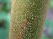 Coccoloba rosea