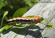 Cape Lappet Moth