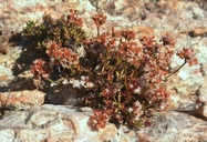 Eriogonum thornei
