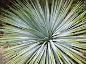 Yucca whipplei ssp. parishii