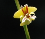 Streptanthus polygaloides