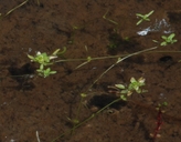 Callitriche heterophylla var. bolanderi