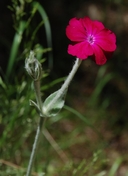 Lychnis coronaria