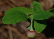 Vaccinium shastense ssp. nevadense