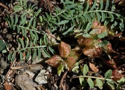 Astragalus whitneyi var. whitneyi