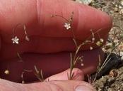 Smallflower Dwarf Flax