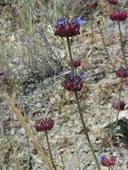 Salvia columbariae