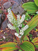 Veratrum fimbriatum