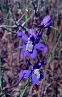 Delphinium parryi ssp. blochmanniae