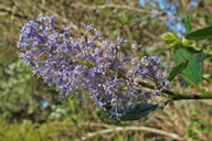 Ceanothus parryi