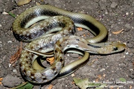 Common Indian Trinket Snake