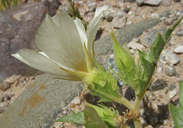 Mentzelia tricuspis