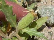 Mentzelia tricuspis