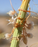 Cuscuta california var. apiculata