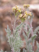 Descurainia pinnata ssp. ochroleuca