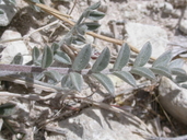 Astragalus amphioxys var. amphioxys