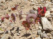 Oxytheca perfoliata