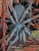 Calisoga longitarsus