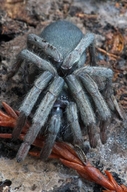 California Funnel-web Spider