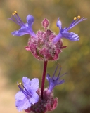 Salvia dorrii var. pilosa