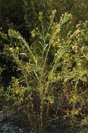 Euthamia occidentalis