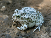 Cape Sand Frog