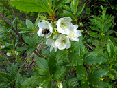 Rhododendron albiflorum var. albiflorum