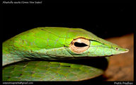 Green Vine Snake (head Details)