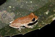 Pseudophilautus auratus