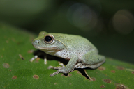 Dull-green Shrub Frog