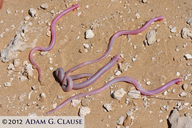 Baja California Worm Lizard
