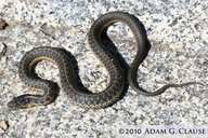 Oregon Aquatic Garter Snake