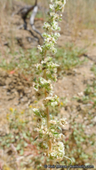 Amaranthus fimbriatus