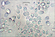Hygrocybe chlorophana