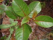 Perrottetia sandwicensis