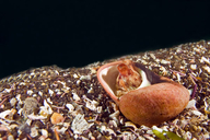 Pygmy Octopus