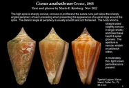 Conus anabathrum
