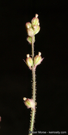 Boerhavia wrightii